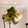 sofami's cooksnap of when they made とまらない！ささみと三つ葉のザーサイあえ.