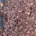 ぐりtoぐら's cooksnap of when they made 材料少なく♪オートミールでチョコケーキ.