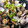 ソネチコ's cooksnap of when they made 簡単！あさりの酒蒸し.