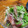 machinachi's cooksnap of when they made 梨と水菜のサラダ.