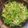 ゆかりんご117♪'s cooksnap of when they made 豚バラ豆苗炒め.