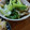 低カロ探検隊's cooksnap of when they made ちんげん菜としめじのおひたし.