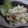 iqz's cooksnap of when they made シンプル・ガーリックポテトサラダ.