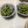 明日の風☆'s cooksnap of when they made 十六ささぎの生姜醤油あえ.