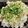 “ありあ”'s cooksnap of when they made サバ缶と梅干しの炊き込みご飯.