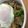 Cook♪Tacos's cooksnap of when they made おひとり様★韓国風豚丼.