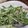 rumi_0508's cooksnap of when they made 《水菜》鉄分強化サラダ.