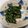 akkn＊'s cooksnap of when they made ご飯がすすむ！大葉のごま油和え.