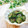 Satoco❋'s cooksnap of when they made きゅうりにゆかりを混ぜただけの箸休め〜♪.
