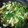 おぷすけ's cooksnap of when they made ☆簡単小松菜とうすあげとちくわの煮もの☆.