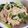 hozunyam's cooksnap of when they made 豚しゃぶと小松菜の辛子酢味噌和え.