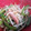 issao's cooksnap of when they made 簡単！ごはんがすすむ♪スパムのカレー炒め.