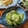 kirinda's cooksnap of when they made きゅうりとみょうがの生姜和え.