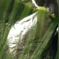 happykote's cooksnap of when they made オクラの下処理~保存方法までの完全版!!.