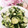 ゆるмαмα's cooksnap of when they made 簡単！きゅうりと大葉のさっぱりサラダ。.
