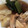 kinkinsan's cooksnap of when they made ずるっこ豚の角煮.