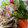 ★ゆむ★'s cooksnap of when they made 蒸し野菜と蒸し鶏のサラダ.