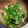クックL8U9HI☆'s cooksnap of when they made ピーマンとしらすの和え物.