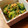 wamico's cooksnap of when they made ■わさび×ごま油■ツナときゅうりの和え物.