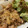 takoyuma's cooksnap of when they made 豚こま肉のスタミナ焼き.