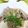ささささ＆＊'s cooksnap of when they made 肉豆腐のリメイク！肉うどん.