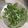 葉月優希's cooksnap of when they made 涼やかさっぱり アイスバジルティー.