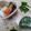 ミロ9607's cooksnap of when they made 茹でオクラ.