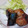 naocolin's cooksnap of when they made 冷凍してストック☆ぶりの照り焼き.