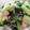 らい33's cooksnap of when they made 小松菜としらすの煮びたし.