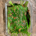 Asaras's cooksnap of when they made 本格！エゴマの葉の醤油漬け。.