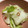 シンパパかずやん's cooksnap of when they made 超簡単☆母の水キムチ.