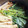 ブランシュkuu's cooksnap of when they made 小松菜と油揚げの煮浸し.