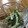 はなぴっち's cooksnap of when they made もう一品！小松菜のマヨマスタード.