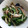 ころっと's cooksnap of when they made ゴーヤとみょうがの塩こぶ和え.