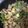 クックRCHX24☆'s cooksnap of when they made スナップエンドウと豚肉のオイスターソース.