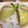 kimrider's cooksnap of when they made おからケーキ『緑茶みるく』煎茶殻入り.