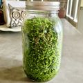 ばぢこ's cooksnap of when they made 紫蘇の実の塩漬け.