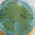 Coちむ's cooksnap of when they made ごま油香る大葉の塩漬け.