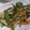 きらり流れ星's cooksnap of when they made ピーマンとちくわの中華炒め.