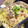 kerokeroママ's cooksnap of when they made 柚子胡椒✿鶏焼きそば.
