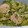 クックP8WBD7☆'s cooksnap of when they made ゴーヤとツナの白だし炒め.