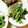 みきんたちゃん's cooksnap of when they made いんげんの味噌胡麻和え.