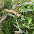 こつぶのおかあちゃま's cooksnap of when they made 超簡単！水菜と白ネギのシーチキン和え.
