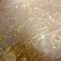 ポムポムポヨコ's cooksnap of when they made すりレンコンとキノコの中華風スープ.