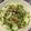 ひまわり６号's cooksnap of when they made 【豆苗】ガーリック・オイルのサラダ.