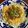 ☆さぶ☆☆'s cooksnap of when they made ＊簡単！豚の照りたま丼＊ 〜甘辛味〜.