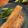 クック0S4R18☆'s cooksnap of when they made 赤魚（冷凍）の煮付け.