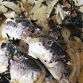 美紀美紀's cooksnap of when they made オイルサーディン.