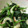 Remtan's cooksnap of when they made ほうれん草とちくわのナムル.