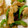 MULA's cooksnap of when they made 鶏皮＆ピーマンの照り焼き◎簡単！.